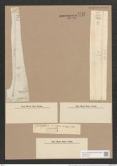 Synedra ulna var. longissima (W. Sm.) Brun. (de-Toni-Nr.: Genus 66, Species 2584) Zeichnungen Sammlung Grunow Nr. 5213 (NHMW-BOT-W0373579)